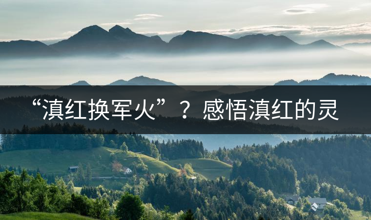“滇紅換軍火”？感悟滇紅的靈與性！