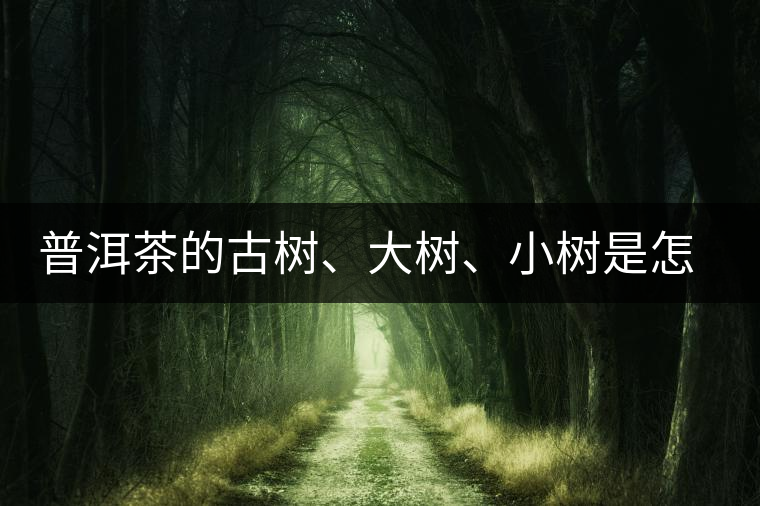 普洱茶的古樹、大樹、小樹是怎樣劃分的？