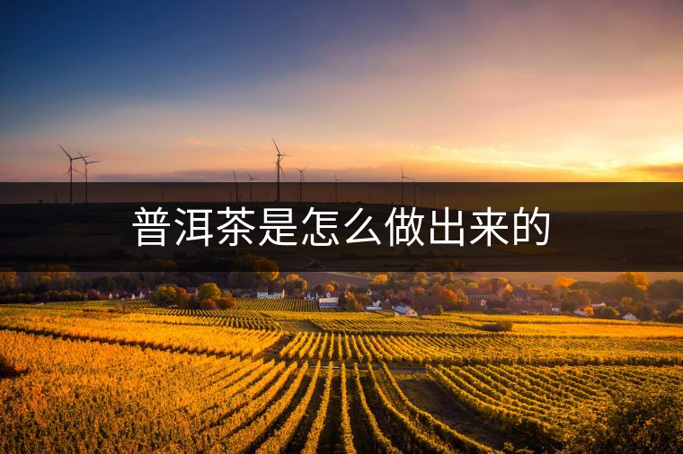 普洱茶是怎么做出來的