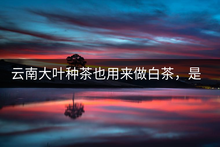 云南大葉種茶也用來做白茶，是真的好喝嗎？