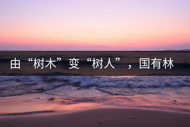 由“樹木”變“樹人”，國有林普洱茶為什么越來越受歡迎？