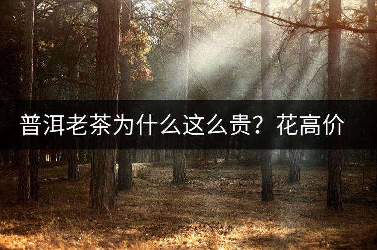 普洱老茶為什么這么貴？花高價(jià)買值嗎？