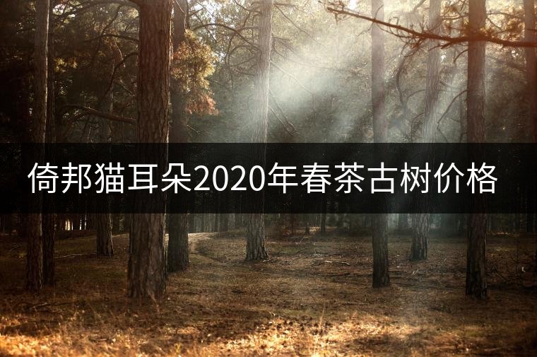 倚邦貓耳朵2020年春茶古樹價格特點