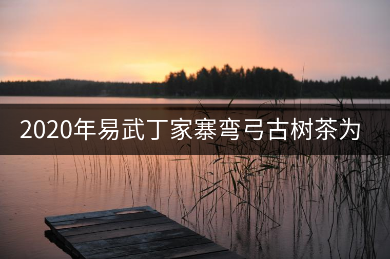 2020年易武丁家寨彎弓古樹(shù)茶為什么這么受追捧！