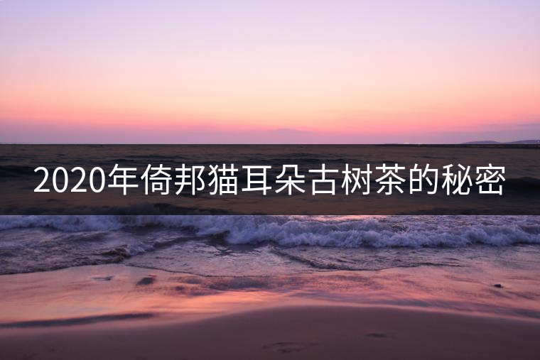 2020年倚邦貓耳朵古樹茶的秘密 2020年倚邦貓耳朵古樹茶的秘密