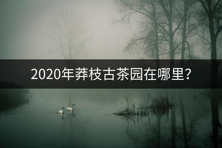 2020年莽枝古茶園在哪里？