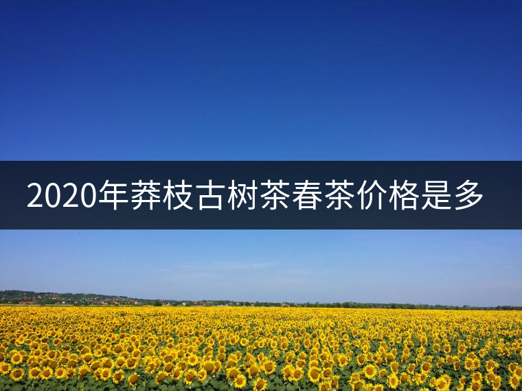 2020年莽枝古樹茶春茶價格是多少錢？