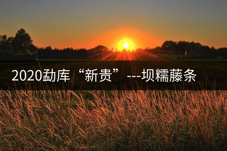 2020勐庫“新貴”---壩糯藤條茶，是如何一夜爆紅的？