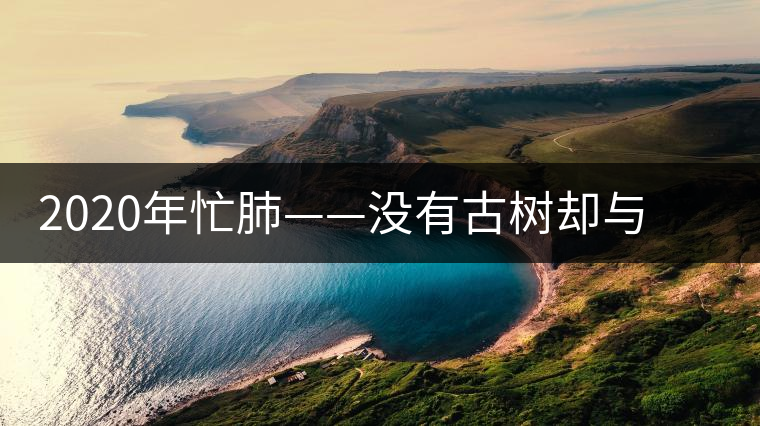 2020年忙肺——沒有古樹卻與冰島、昔歸齊名的普洱茶