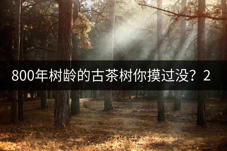 800年樹齡的古茶樹你摸過沒？2020年帶你走進廣別賀開古樹茶之鄉(xiāng)