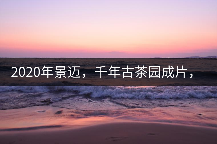 2020年景邁，千年古茶園成片，蘭花香堪稱一絕！