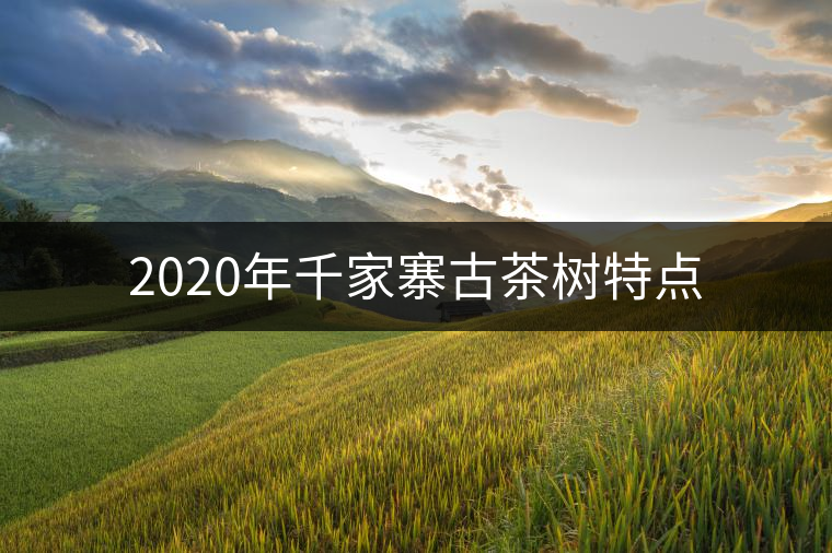 2020年千家寨古茶樹特點(diǎn) 2020年千家寨古茶樹特點(diǎn)