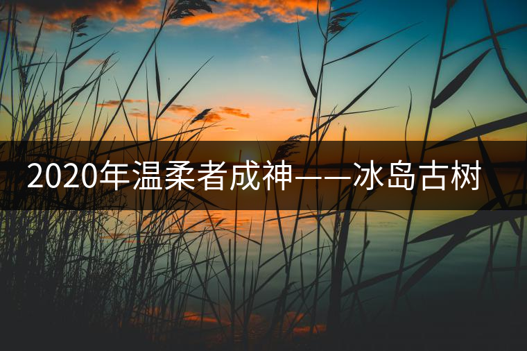 2020年溫柔者成神——冰島古樹(shù)茶（上）