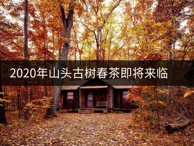 2020年山頭古樹春茶即將來臨，開啟山頭茶的既然是它