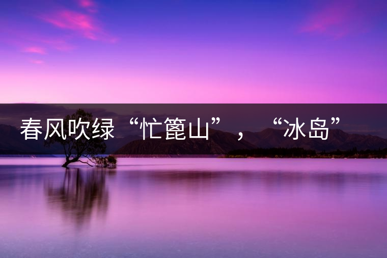 春風(fēng)吹綠“忙篦山”，“冰島”“老寨”春茶香