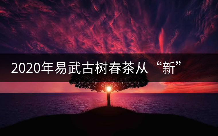 2020年易武古樹春茶從“新”到“老”，如何完成蛻變的？