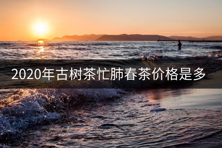 2020年古樹茶忙肺春茶價格是多少？