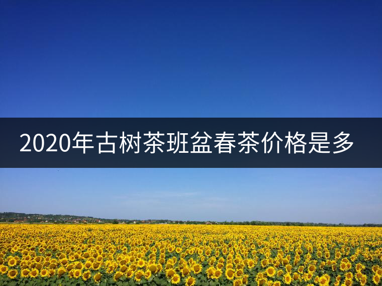 2020年古樹茶班盆春茶價格是多少？