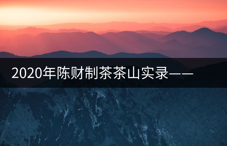 2020年陳財制茶茶山實錄——浴火重生的曼松貢茶 2020年陳財制茶茶山實錄——浴火重生的曼松貢茶