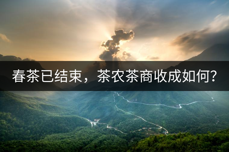 春茶已結(jié)束，茶農(nóng)茶商收成如何？