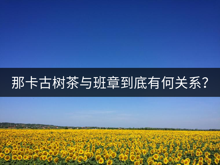那卡古樹(shù)茶與班章到底有何關(guān)系？
