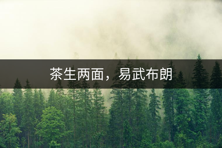 茶生兩面，易武布朗