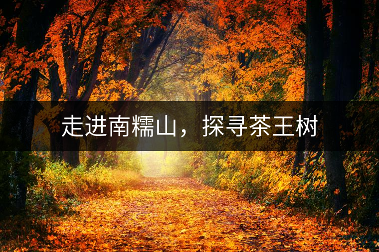 走進(jìn)南糯山，探尋茶王樹