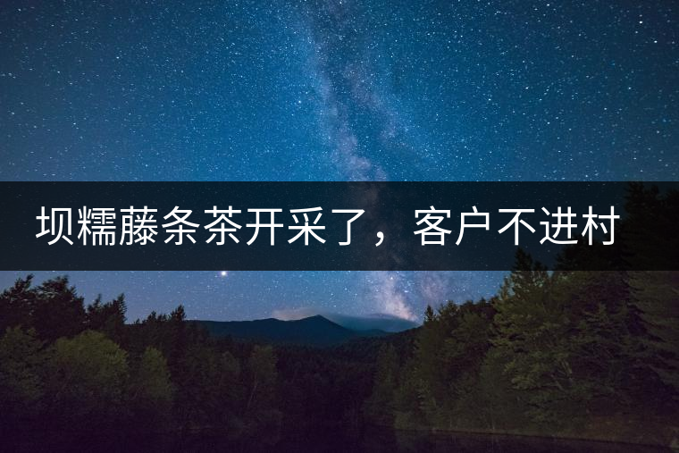 壩糯藤條茶開采了，客戶不進(jìn)村，村民怎么賣茶？