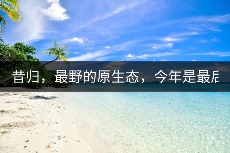 昔歸，最野的原生態(tài)，今年是最后一年了！