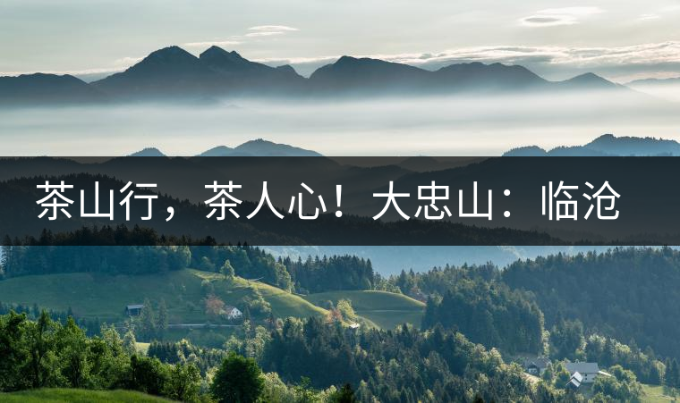 茶山行，茶人心！大忠山：臨滄之龍，雪山之熊