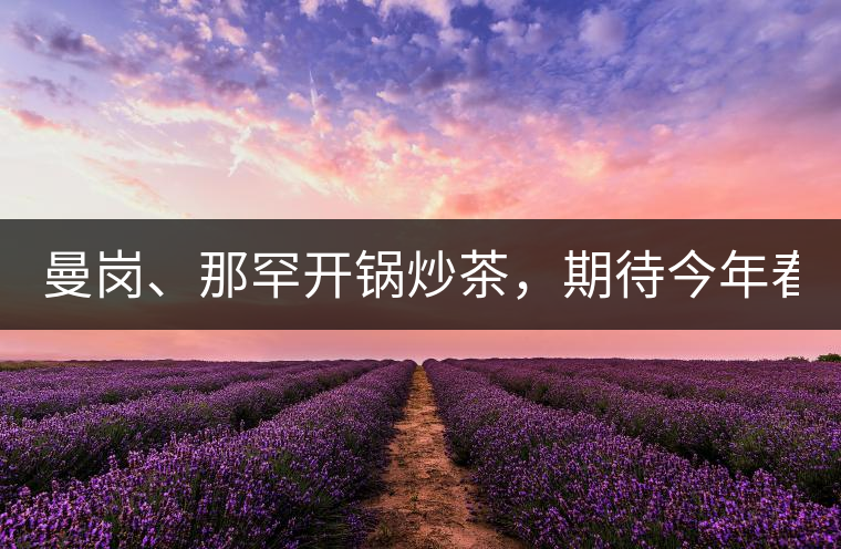 曼崗、那罕開鍋炒茶，期待今年春茶！