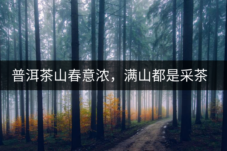 普洱茶山春意濃，滿山都是采茶人