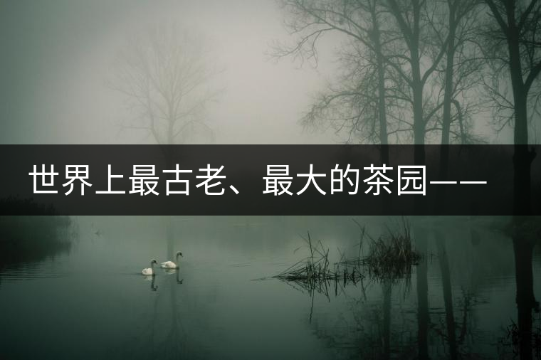 世界上最古老、最大的茶園——芒景