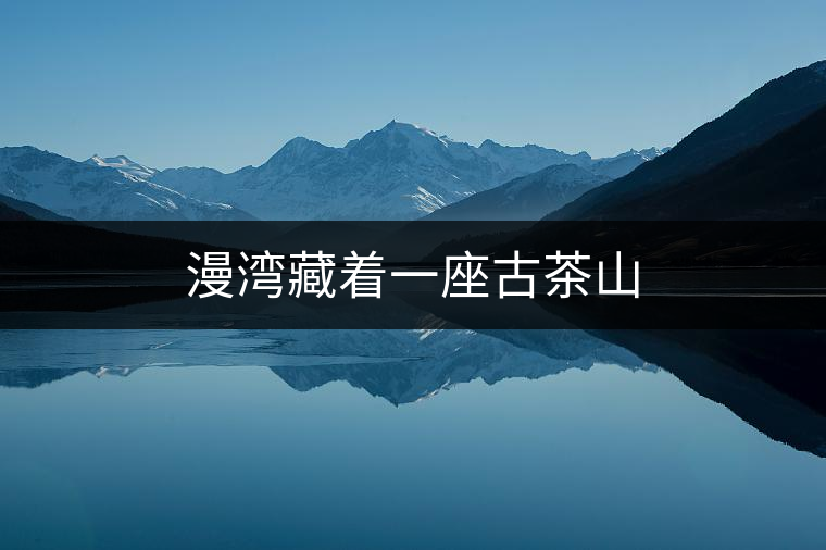 漫灣藏著一座古茶山 漫灣藏著一座古茶山
