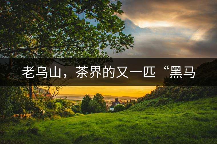 老烏山，茶界的又一匹“黑馬