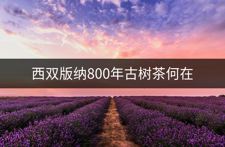 西雙版納800年古樹茶何在 西雙版納800年古樹茶何在