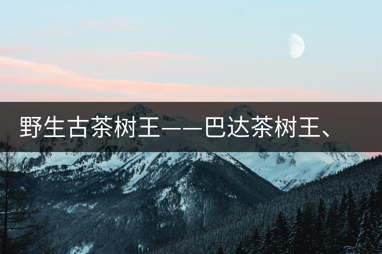 野生古茶樹(shù)王——巴達(dá)茶樹(shù)王、千家寨茶樹(shù)王及錦繡茶祖