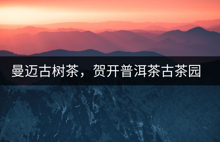 曼邁古樹(shù)茶，賀開(kāi)普洱茶古茶園的華彩綻放