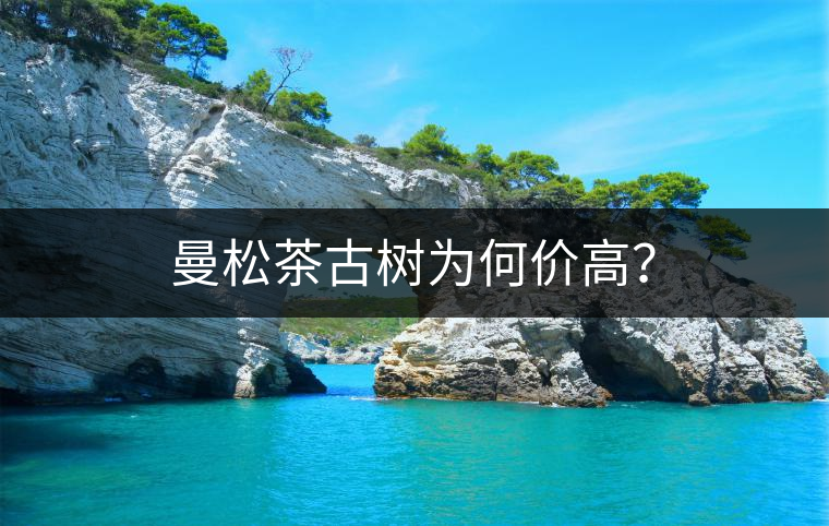 曼松茶古樹為何價高？