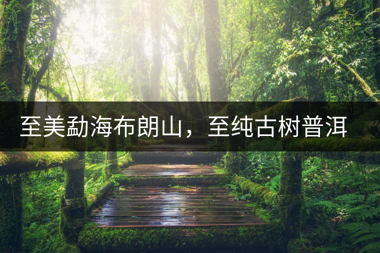 至美勐海布朗山，至純古樹普洱茶