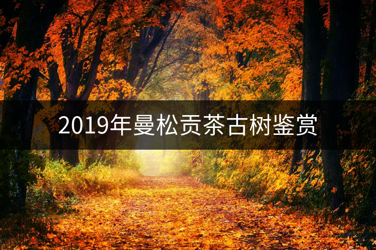 2019年曼松貢茶古樹(shù)鑒賞 2019年曼松貢茶古樹(shù)鑒賞