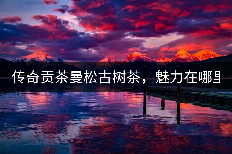 傳奇貢茶曼松古樹茶，魅力在哪里？