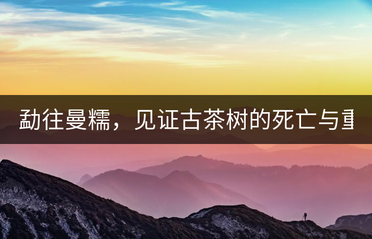 勐往曼糯，見證古茶樹的死亡與重生（上）