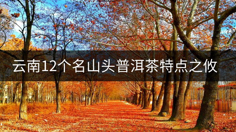 云南12個名山頭普洱茶特點(diǎn)之攸樂篇