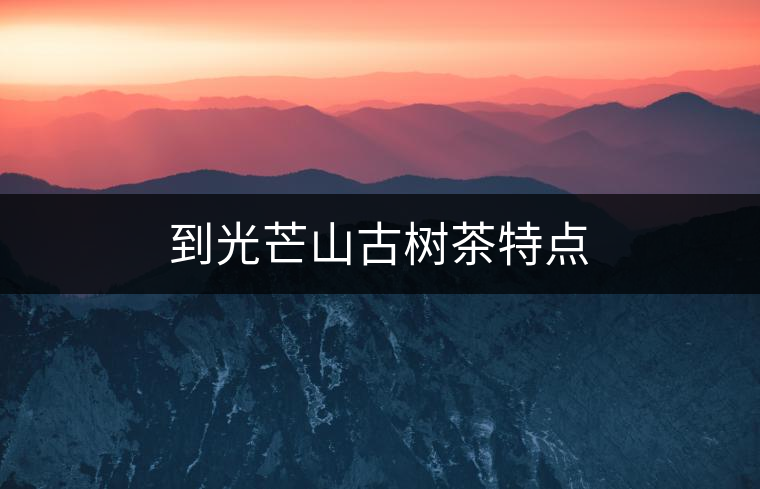 到光芒山古樹茶特點