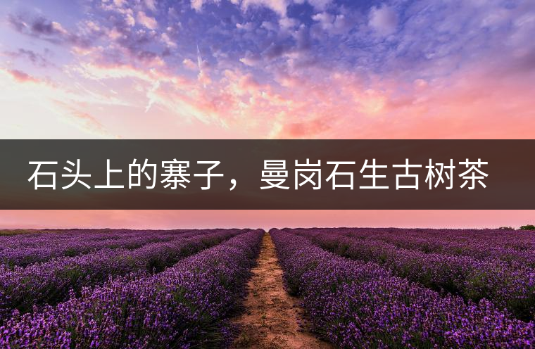 石頭上的寨子，曼崗石生古樹茶特點(diǎn)介紹