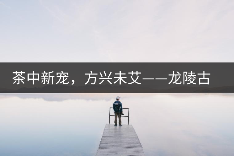 茶中新寵，方興未艾——龍陵古樹茶介紹