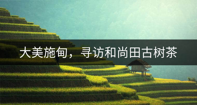 大美施甸，尋訪和尚田古樹茶