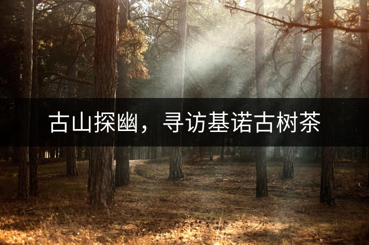 古山探幽，尋訪基諾古樹(shù)茶