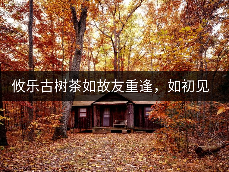 攸樂古樹茶如故友重逢，如初見傾心